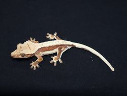 Lilly White Crested Gecko (CLW35)