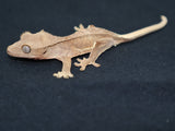 Lilly White Crested Gecko (CLW48)