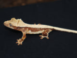 Lilly White Crested Gecko (CLW49)