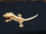 Lilly White Crested Gecko (CLW50) BLACK FRIDAY SPECIAL
