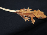 Lilly White Crested Gecko (CLW51)