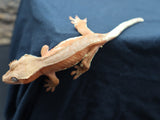 Lilly White Crested Gecko (CLW53)