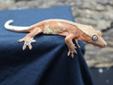 Lilly White Crested Gecko (CLW53)