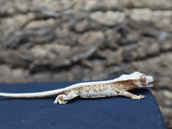 Lilly White Crested Gecko (CLW40)