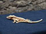 Lilly White Crested Gecko (CLW55)