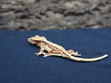 Lilly White Crested Gecko (CLW55)
