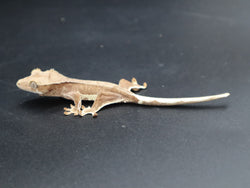 Lilly White Crested Gecko (CLW61)