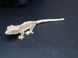 Lilly White Crested Gecko (CLW61)