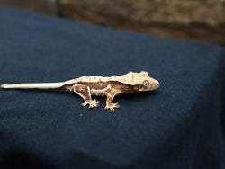 Lilly White Crested Gecko (CLW67)