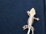 Lilly White Crested Gecko (CLW67)
