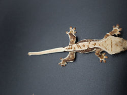 Crested Lilly White Gecko (CLW69)