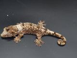 Pine Island Chahoua Gecko (CH30)