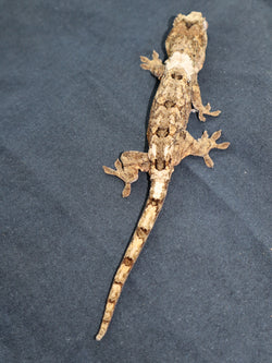 Pine Island Chahoua Gecko (CH30)