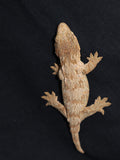 Leachanius Gecko (Pink Moro) (LB258)