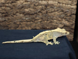 Harlequin Female Crested Gecko (CG162)