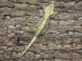 Harlequin Female Crested Gecko (CG162)