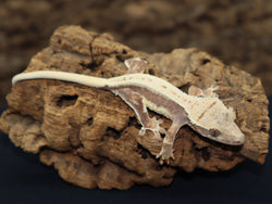 Lilly White Crested Gecko (CLW73)