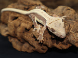 Lilly White Crested Gecko (CLW73)