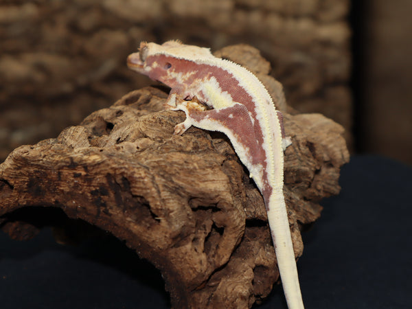 Lilly White Crested Gecko (CLW74)
