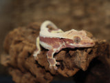Lilly White Crested Gecko (CLW74)