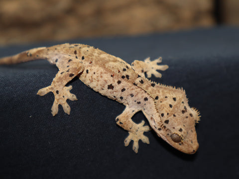 Yellow Super Dalmatian Crested Gecko (cg169) – Bb's Crested Gecko's