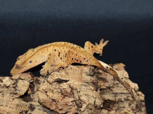 Super Dalmatian Crested Gecko (CG171)