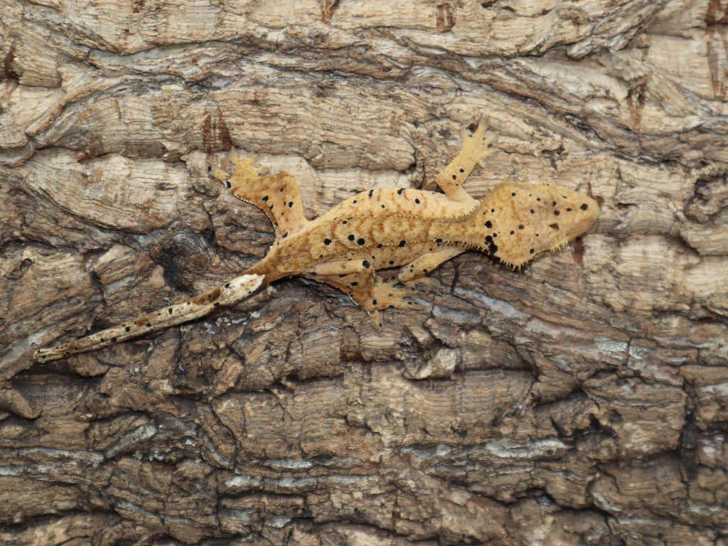 Super Dalmatian Crested Gecko (CG171) – BB's Crested Gecko's