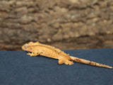 Super Dalmatian Crested Gecko (CG172)
