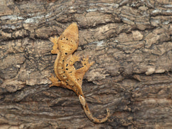 Super Dalmatian Crested Gecko (CG172)