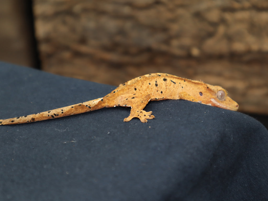 Super Dalmatian Crested Gecko (CG172) – BB's Crested Gecko's