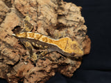 Crested Gecko (CG175)
