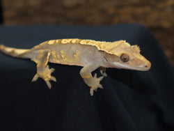 Crested Gecko (CG178)