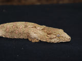 Nu Ana x Nu Ami High Color Leachianus Gecko (LB263)