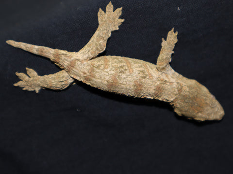 Pink Pu Nu Ana Leachianus Gecko (LB269)