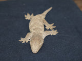 GTA x Poin x Yate Leachianus Gecko (LB276)