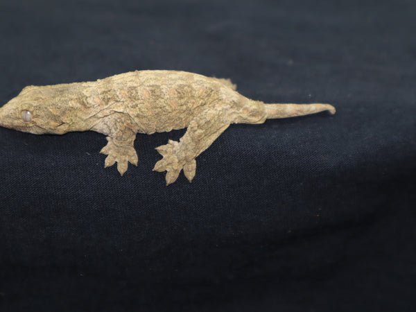 Pink Nu Ana Leachianus Gecko (LB277)