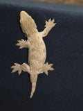 Sunburn GTX High Color Leachianus Gecko (LB280)