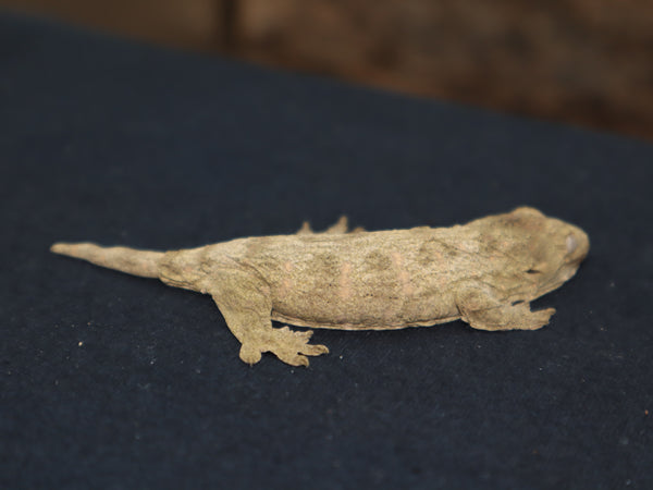 GTX Leachianus Gecko (LB284)