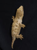 GTX Leachianus Gecko (LB285)