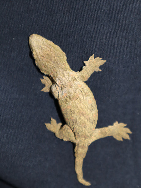 Pine Island Leachianus Gecko (LB287)