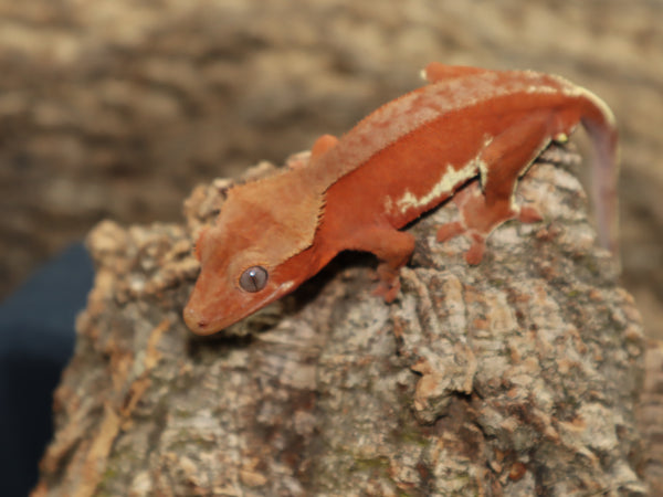 Lilly White Crested Gecko (CLW53)