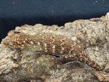 Pink Bayo Leachianus (LB308)