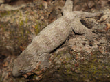 Hot Pink Nu Ana Leachianus Gecko (LB270)