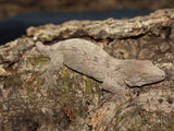 Hot Pink Nu Ana Leachianus Gecko (LB270)