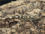 Sarasinorum Gecko 7 Spots White Collar (SG10)