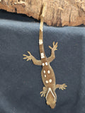 Sarasinorum Gecko 7 Spots White Collar (SG10)