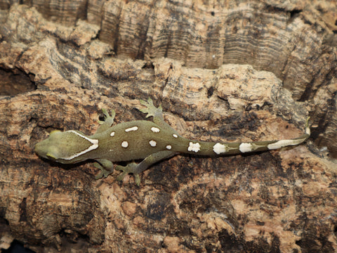 Sarasinorum Gecko White Collar (SG11)