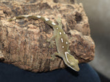 Sarasinorum Gecko White Collar (SG11)