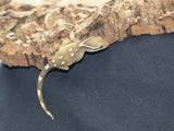 Sarasinorum Gecko White Collar w 7 Spots (SG12)