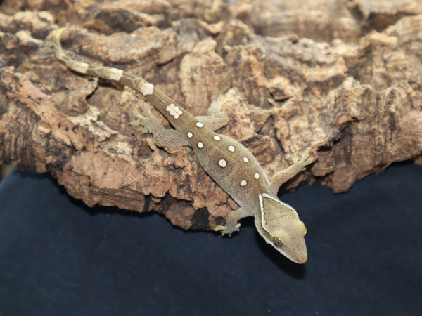 Sarasinorum Gecko White Collar w 9 Spots (SG13)